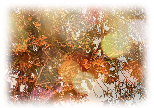 flower-i