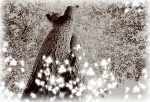 flower-ii